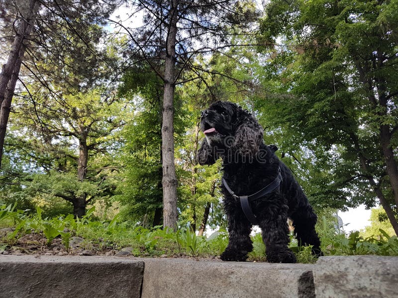 American Cocker Spaniel. stock photos American Cocker Spaniel. stock photos