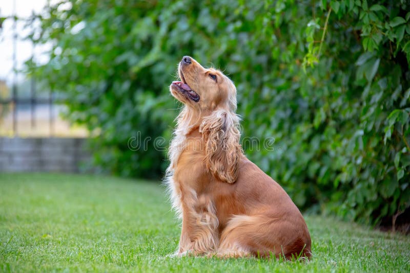 American Cocker Spaniel dog in the park stock images American Cocker Spaniel dog in the park stock images