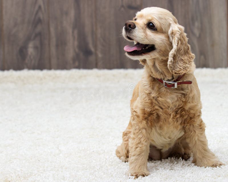 American Cocker Spaniel Sitting Stock Photo Image of portrait