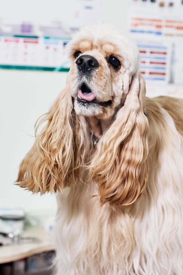 American Cocker Spaniel 06 Greeting Card by Bob Langrish