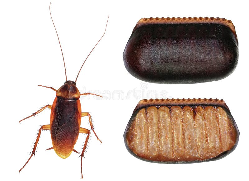 American cockroach Periplaneta americana and its egg case ootheca isolated on a white background.