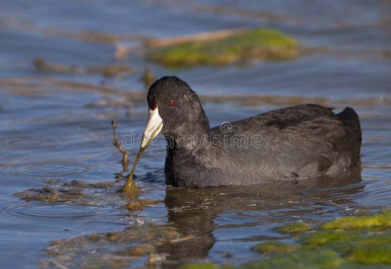 American Coot stock photo. Image of gruiformes, animals 15557286