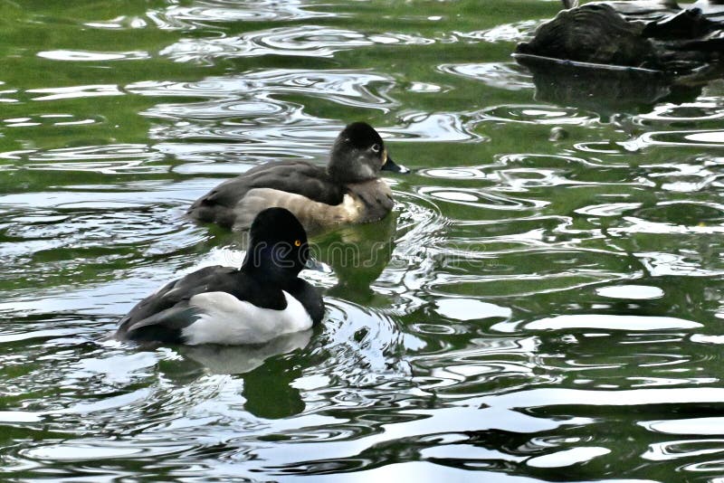 The American coot, Fulica americana, also known as a mud hen, is often confused with ducks, or thought of as one, as they are aquactic birds like ducks. But they are not related to ducks at all. One key difference is, they do not have the duck type of webbed feet, but instead have broad, scaled feet, to aid walking on land.
The American coot can bet omnivores when necessary, but they prefer algae and aquatic animals.   They can also get food from land. The American coot, Fulica americana, also known as a mud hen, is often confused with ducks, or thought of as one, as they are aquactic birds like ducks. But they are not related to ducks at all. One key difference is, they do not have the duck type of webbed feet, but instead have broad, scaled feet, to aid walking on land.
The American coot can bet omnivores when necessary, but they prefer algae and aquatic animals.   They can also get food from land.