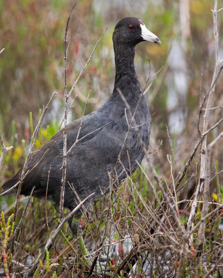 American Coot Perched stock image. Image of swamp, coot 272865793