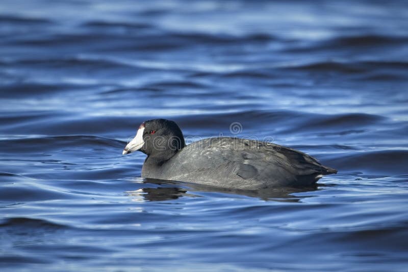 American Coot swimming in the water