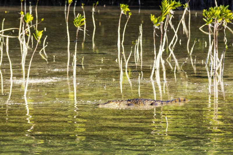 American Crocodile stock photo. Image of boat, beach 92979652