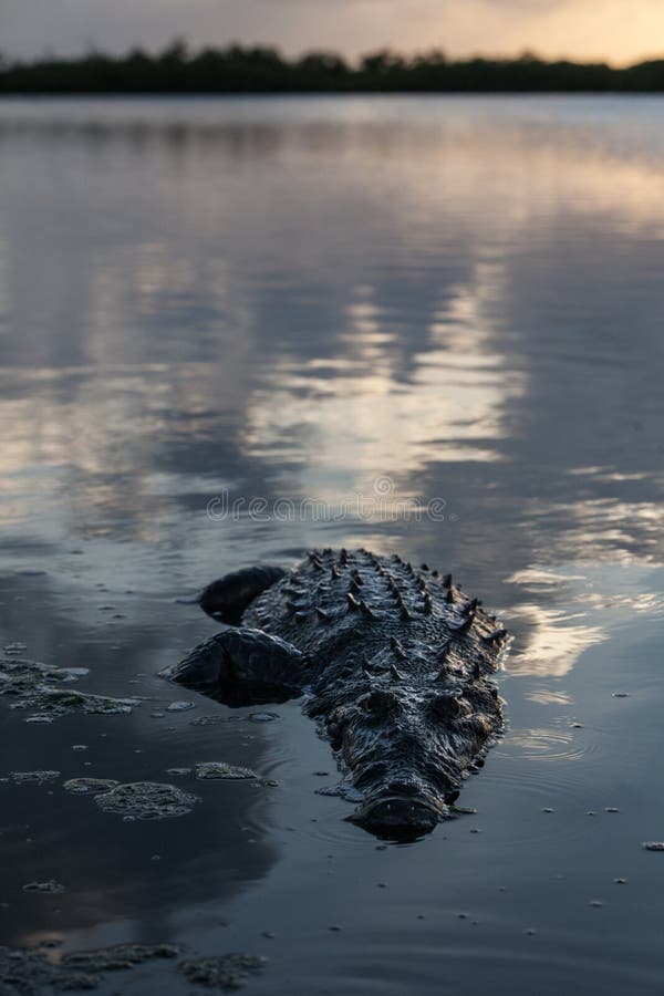 American Crocodile in Shallow Water
