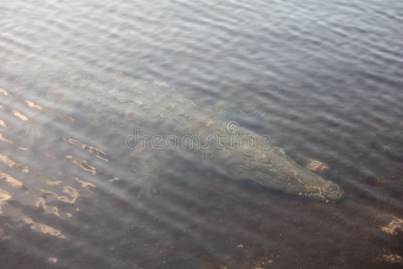 American Crocodile Underwater in Calm Lagoon