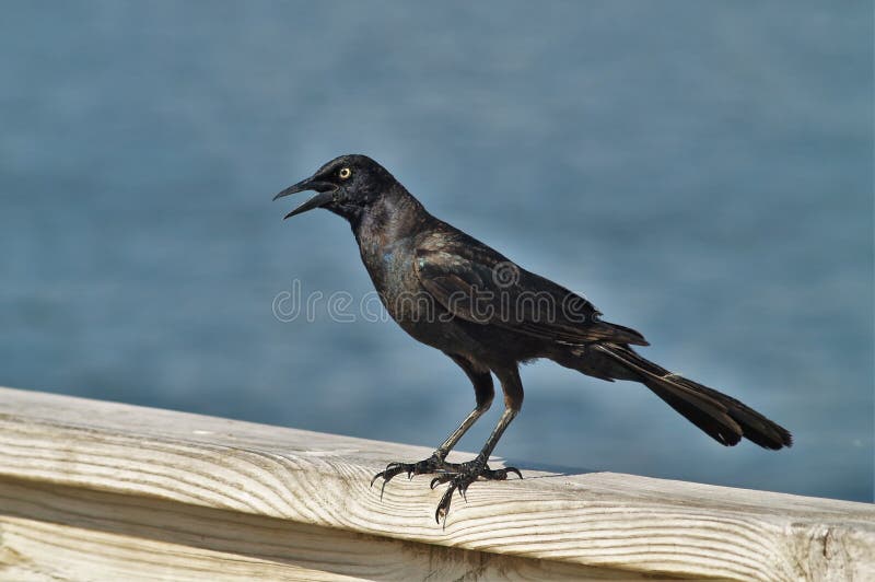A common American crow rests along the boardwalk around a lake. Boardwalk rail stock images, royalty-free photos and pictures