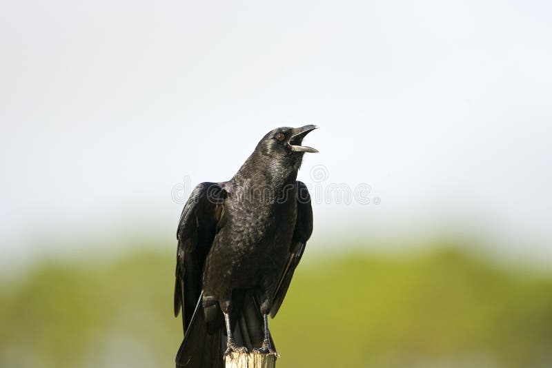 American Crow perched