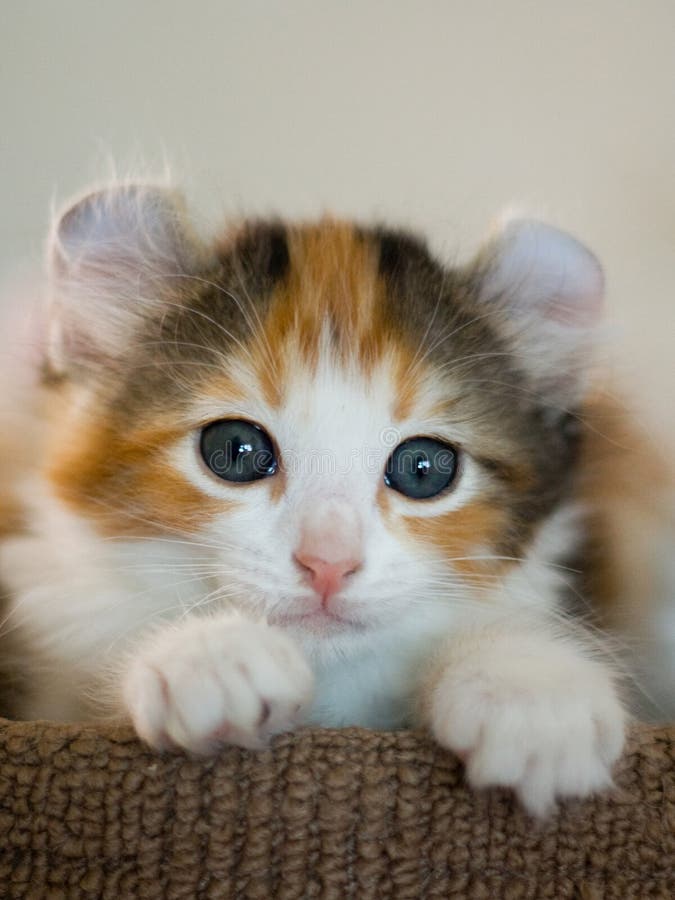 American Curl kitten