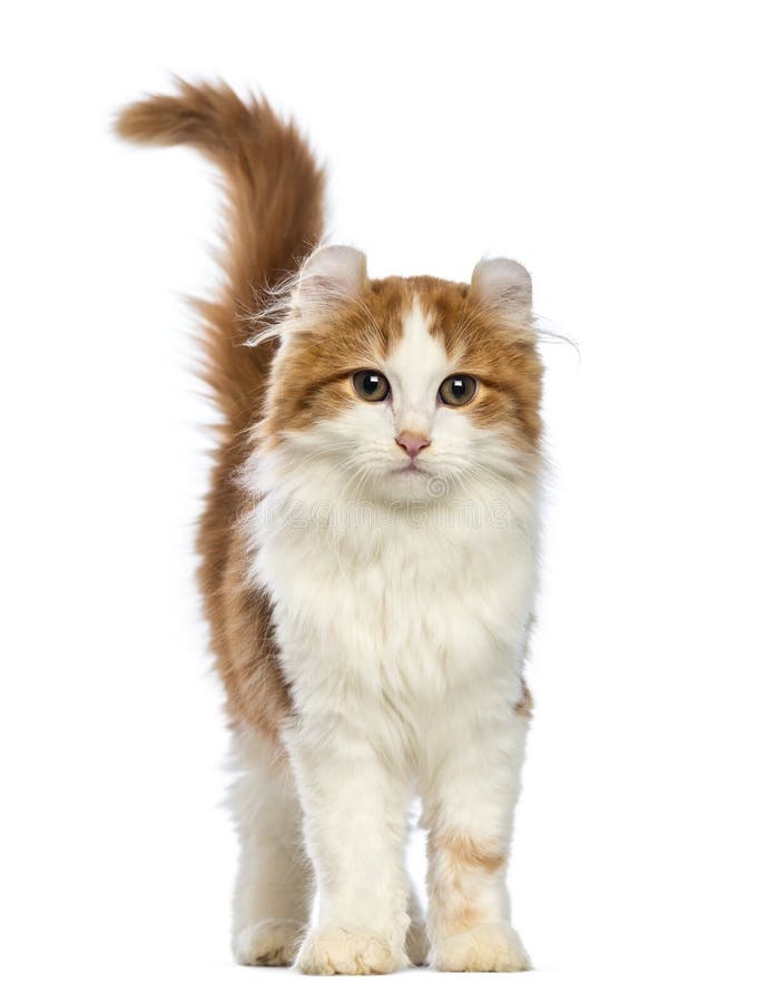 American Curl kitten, 3 months old, looking at the camera royalty free stock photography American Curl kitten, 3 months old, looking at the camera royalty free stock photography