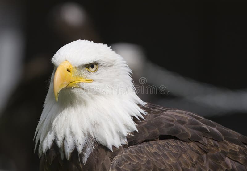 Proud bald eagle looks on. Proud bald eagle looks on