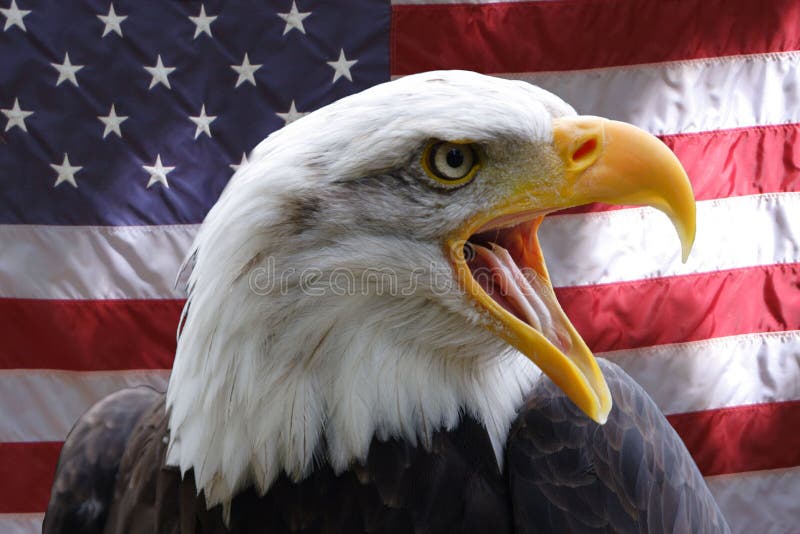 American Eagle Stock Photo Image Of Flag Screech Travel 3162018