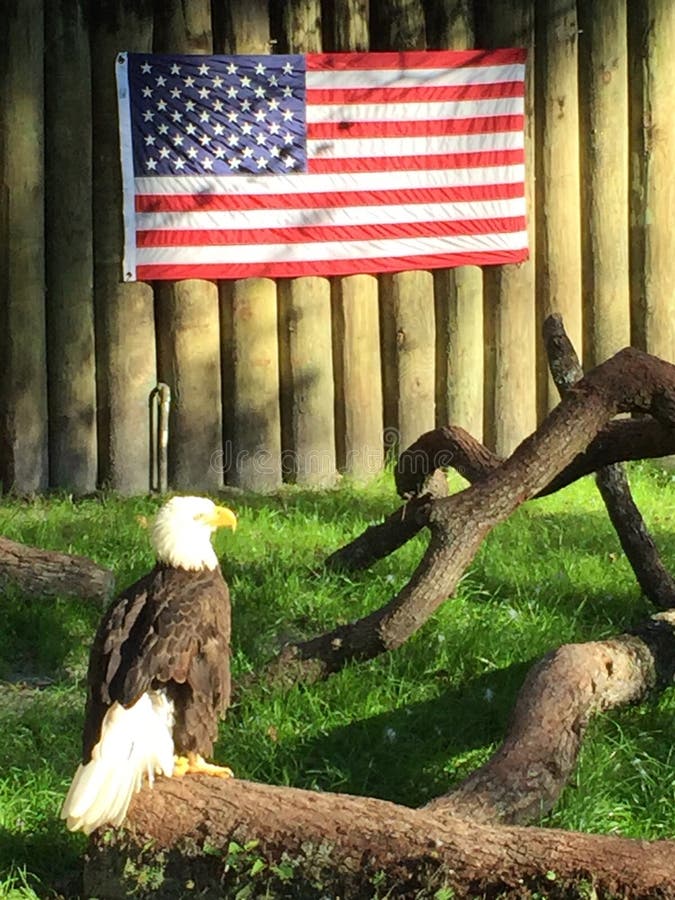 American Bald Eagle In Front Of American Flag Stock Photo Image of