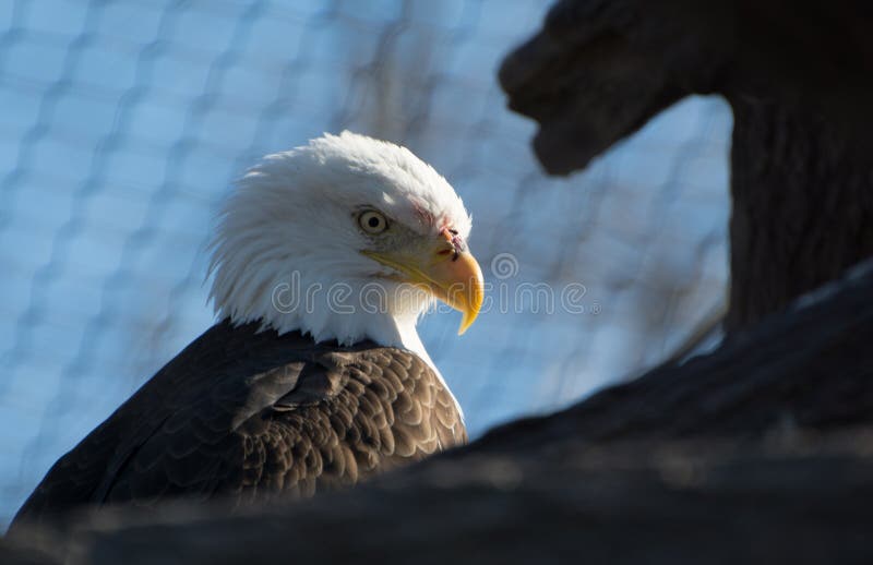 American Eagle royalty free stock images American Eagle royalty free stock images