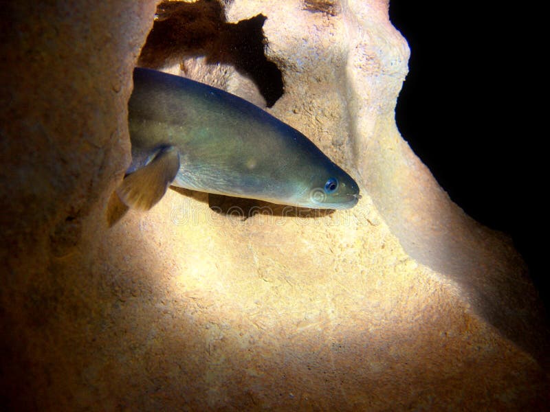 American Eel stock photo. Image of predator, american - 2349414