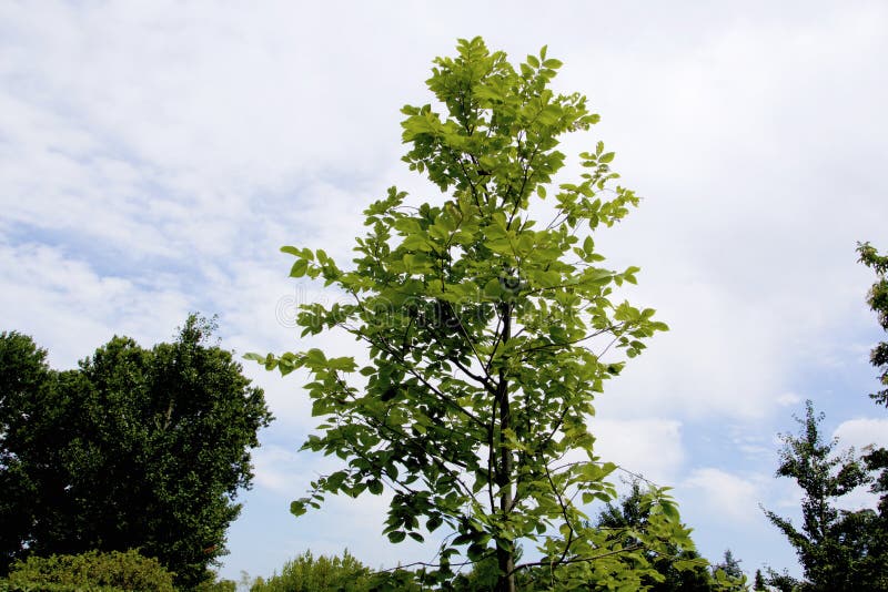 American Elm 840548 Stock Photo Image Of Growing Forge 171842842