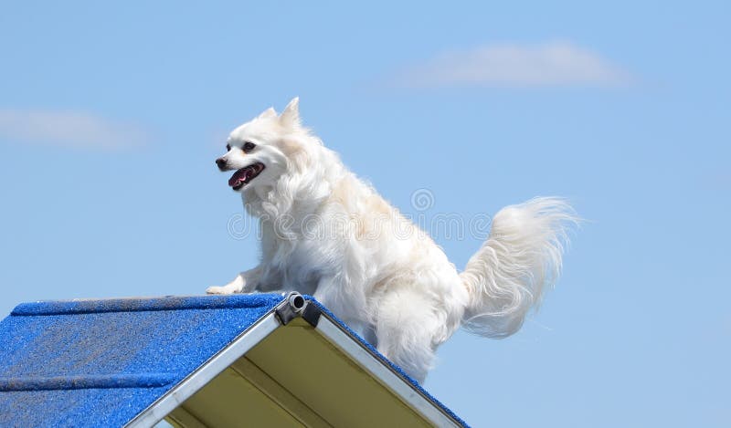American Eskimo Dog am Hundebeweglichkeits-Versuch