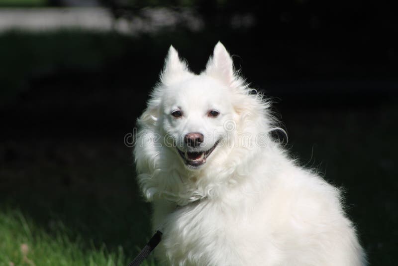 Eskimo Stock Images - Download 4,286 Royalty Free Photos