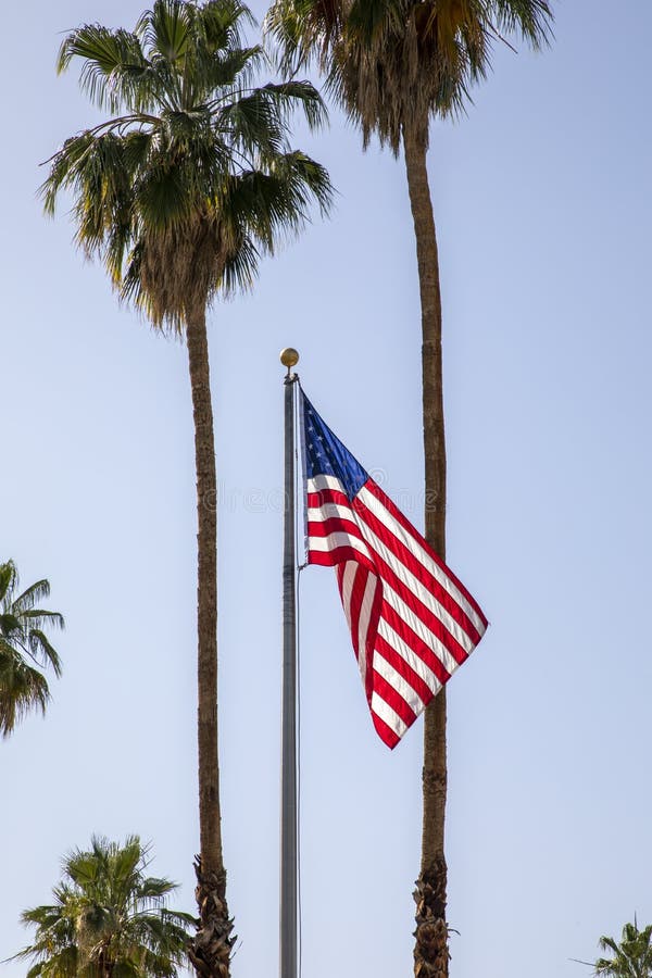 The American Flag and Palm Trees Stock Photo Image of banner, palm