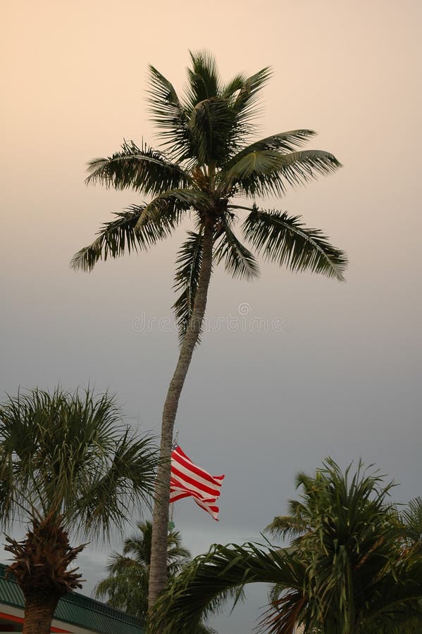 American Flag and Palm Tree Stock Image Image of patriotic, florida