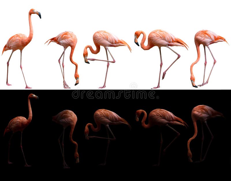 American flamingo bird on dark and white background stock photos