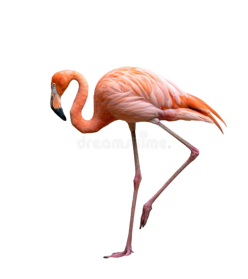 American flamingo bird Phoenicopterus ruber isolated on white royalty free stock images