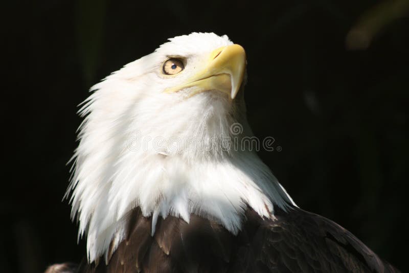 American Freedom Eagle stock image. Image of bald, nobel 4292749