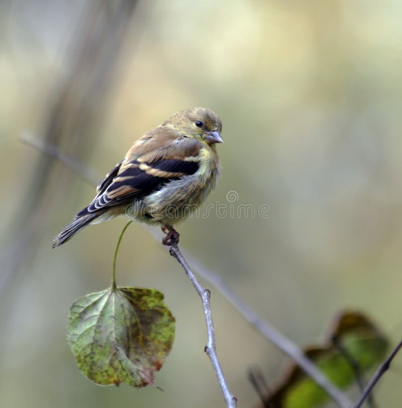 American Goldfinch