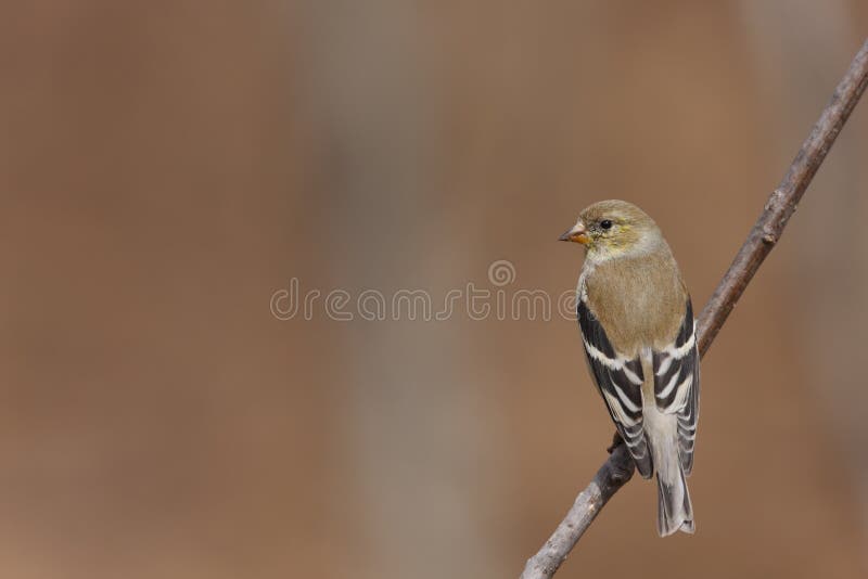 American Goldfinch (Carduelis tristis tristis)