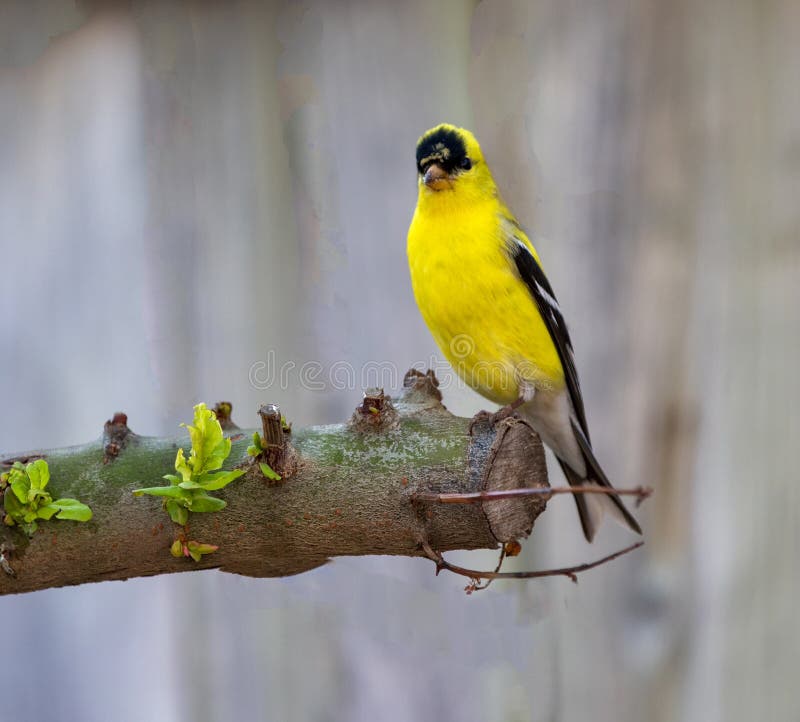 American Goldfinch on perch stock photography