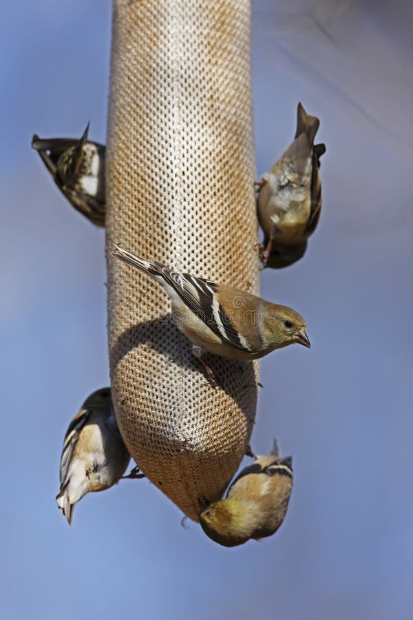 American Goldfinches on feeder