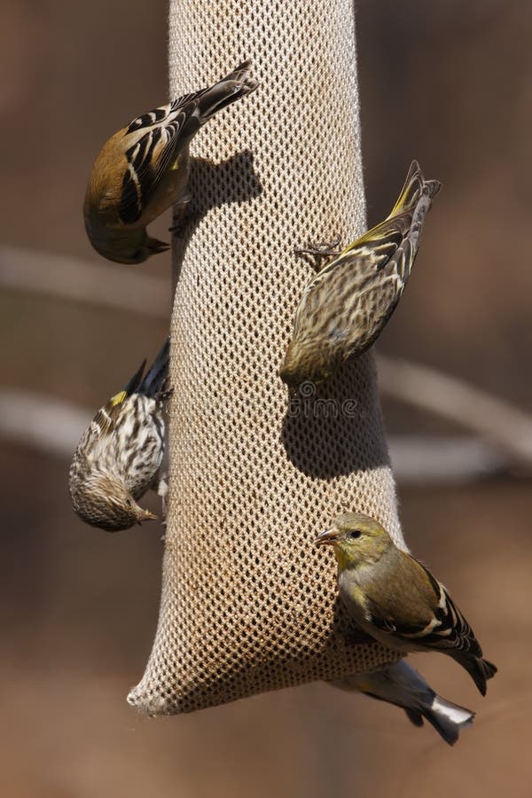 American Goldfinches and Pine Siskins