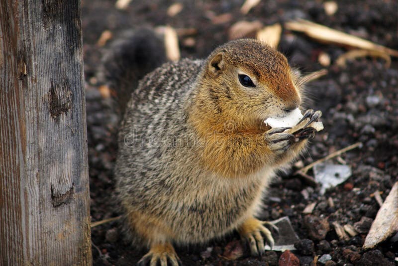 American Gopher Spermophilus Parryi Eat a Apple. Archive Photo, 2008 ...