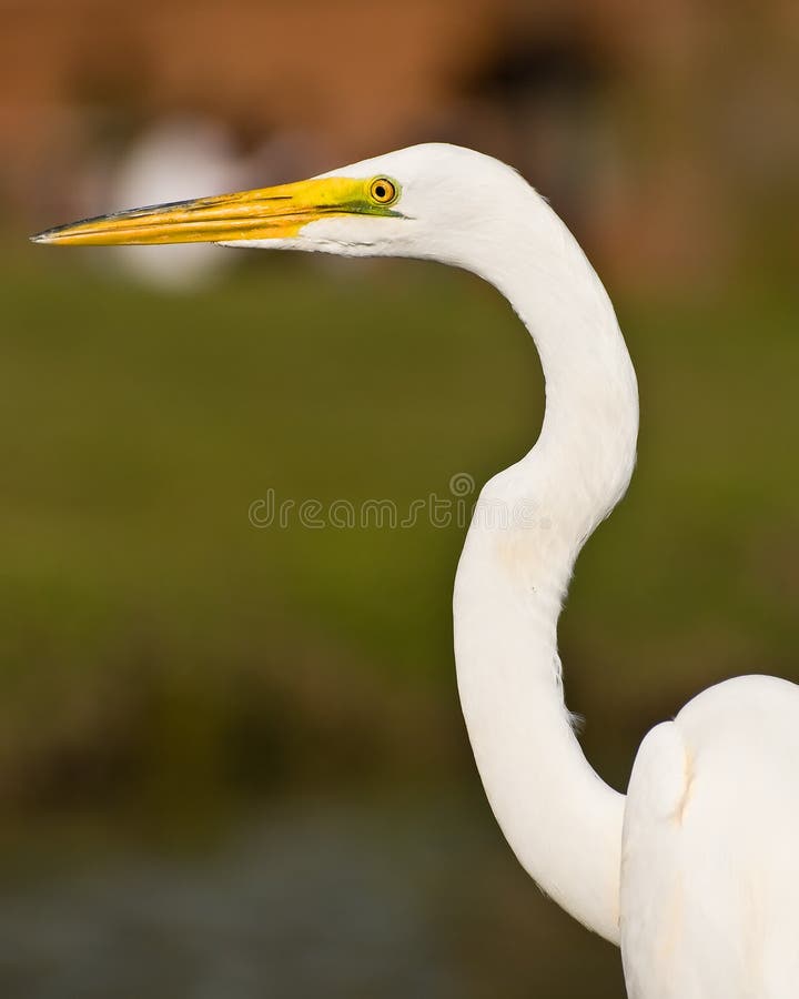 American Great Egret stock photo. Image of bill, great 32801090