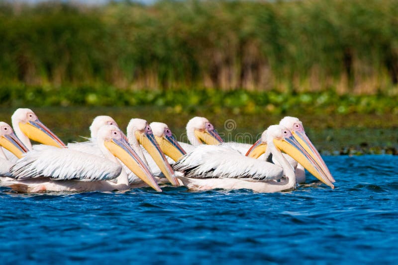 American Great White Pelican