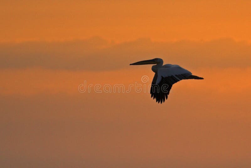 American Great White Pelican silhouette