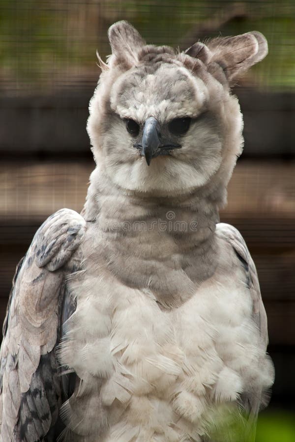 900+ Harpy Eagle Stock Photos, Pictures & Royalty-Free Images