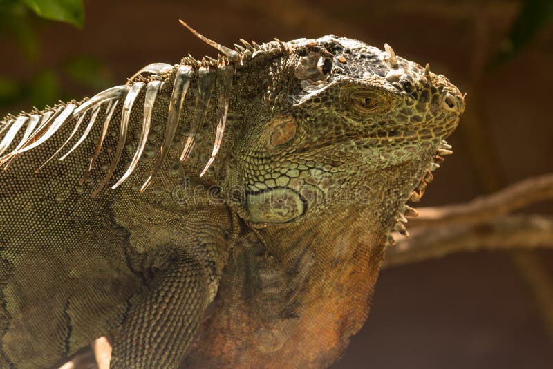 The American Iguana is a Large, Arboreal Animal Stock Image - Image of  dragon, arboreal: 120917841