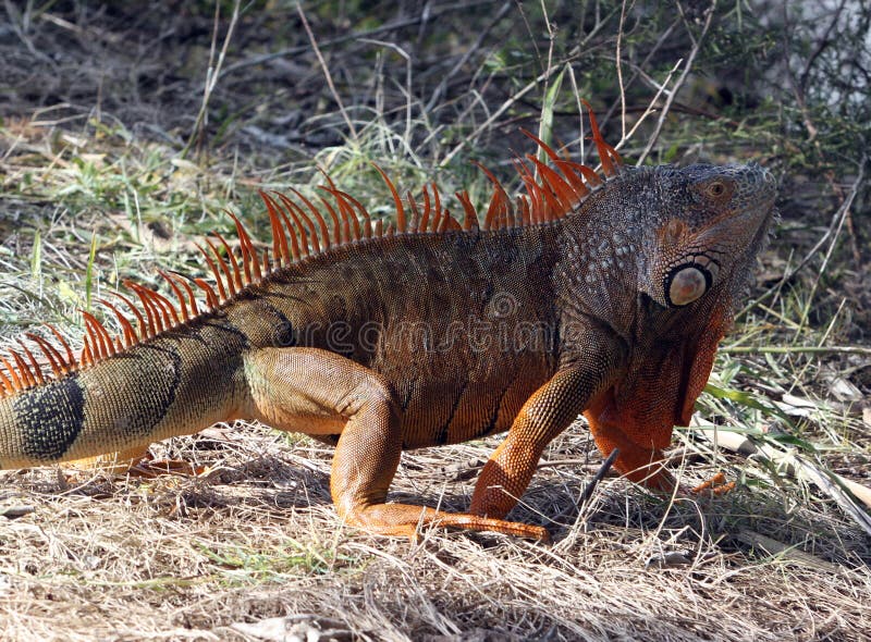 American Iguana in South Florida Stock Image - Image of iguana, native