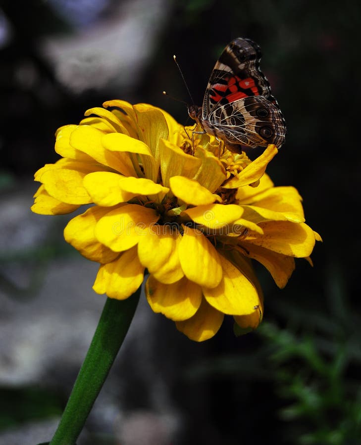 American Lady Butterfly