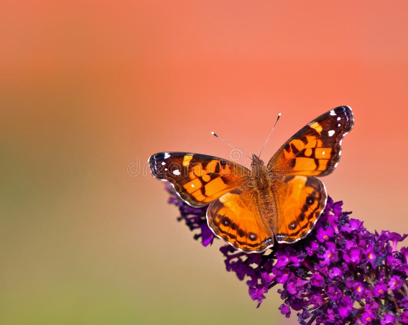 American Lady butterfly