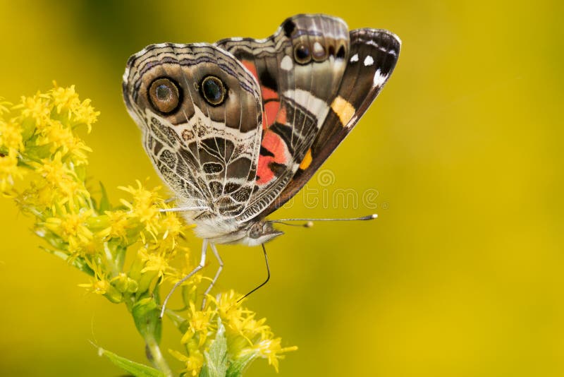 American Lady Butterfly - Vanessa virginiensis