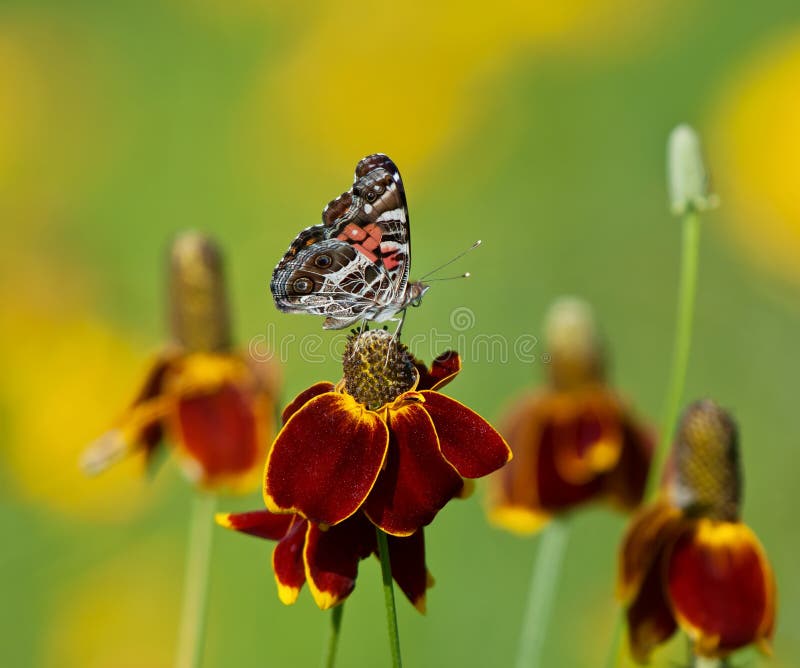 American Lady butterfly on Mexican hat flowers