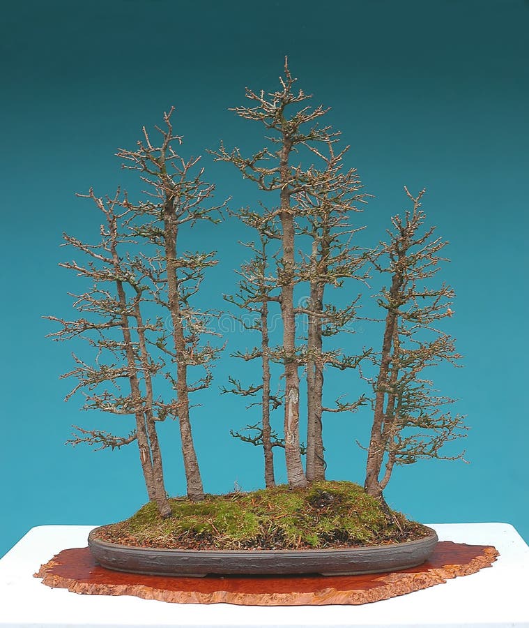 American Larch Bonsai Forest Stock Image Image of group, forest 2586179