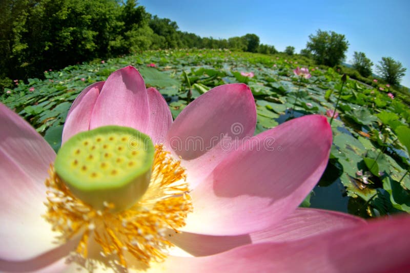 American lotus