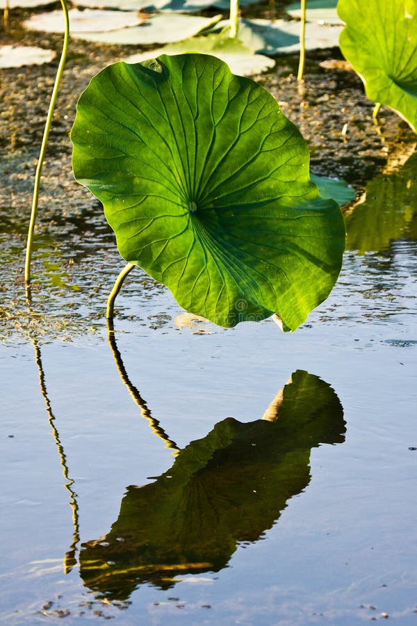 American Lotus Leaf In Wetlands