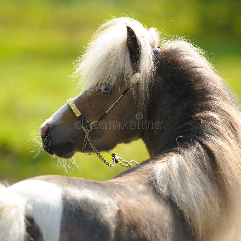 American Miniature Horse Stallion Running Stock Photo Image of color