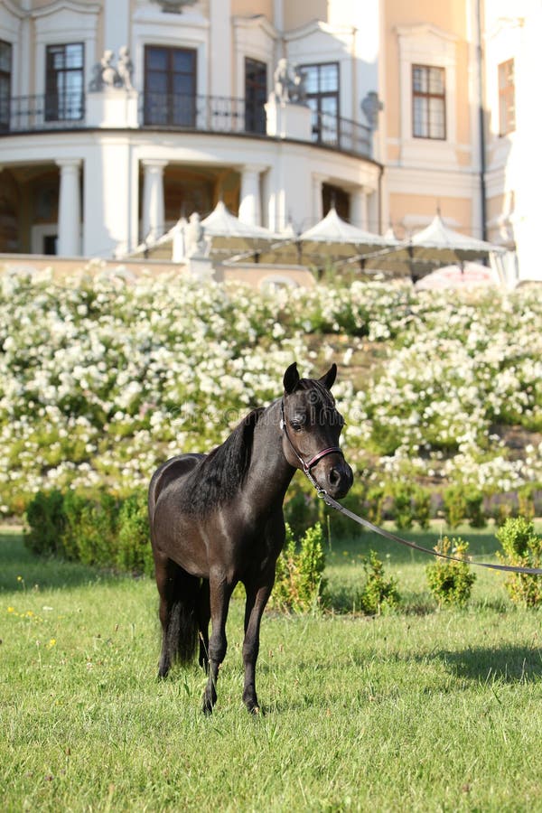 American Miniature Horse Stallion Running Stock Photo Image of color